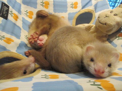 ADORABLE bébé Furet semi Angora femelle couleur cannelle 18000 Bourges