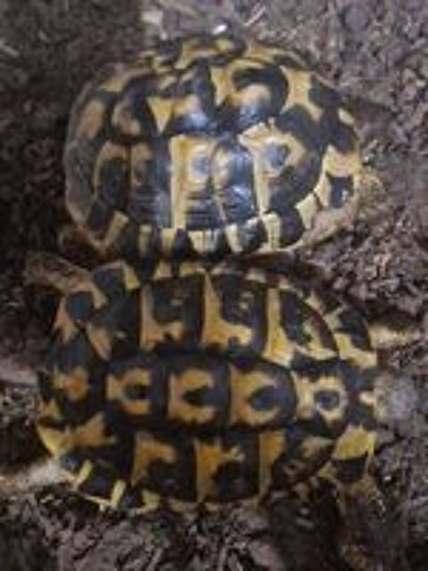   Couple tortue de terre terrestre mâle femelle  