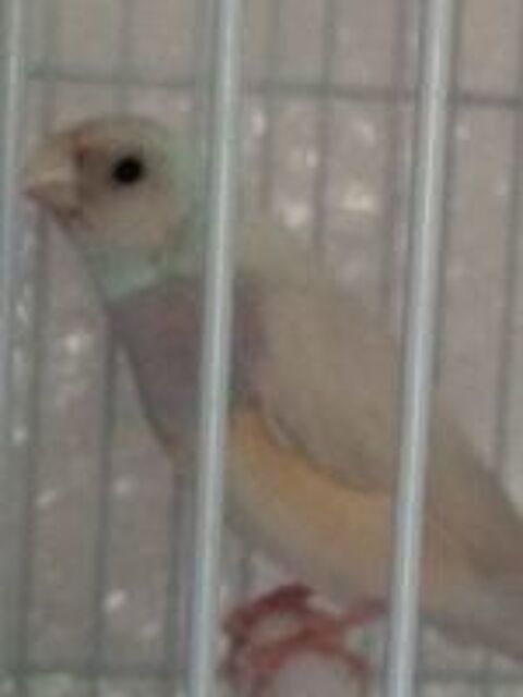   couple diamant de gould blanc 