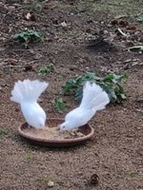   pigeons paons blancs 