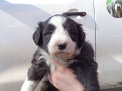   chiot bearded collie 