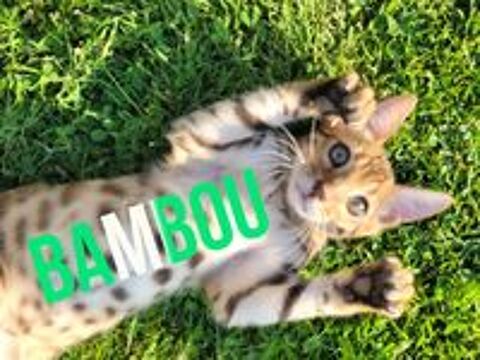   Chatons Bengals LOOF paiement en plusieurs fois 