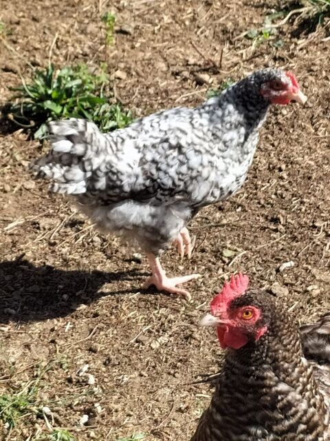Poulet/poulette Coucou, Janz&eacute;, Bresse gauloise, Courtes-patt 10 22160 Saint-servais