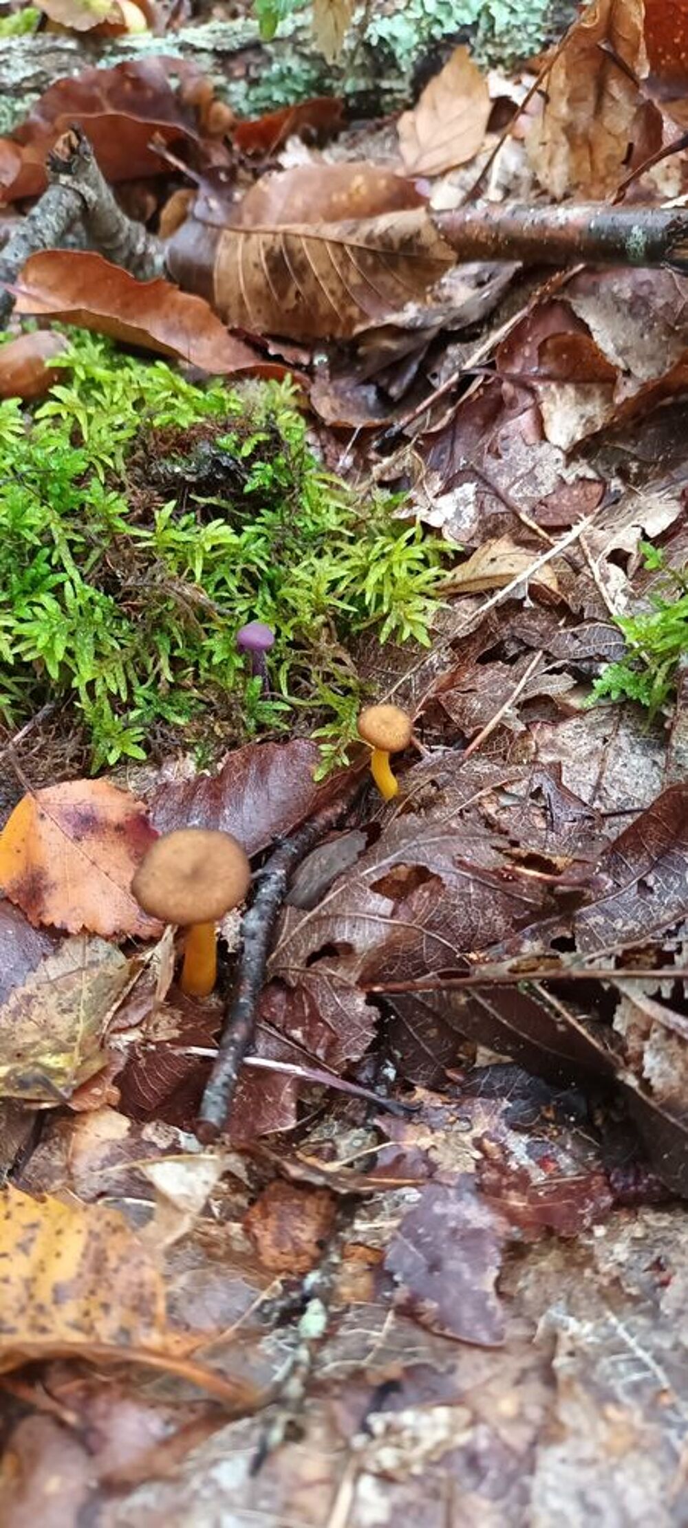 Chanterelles jaunes de l'yonne Cuisine