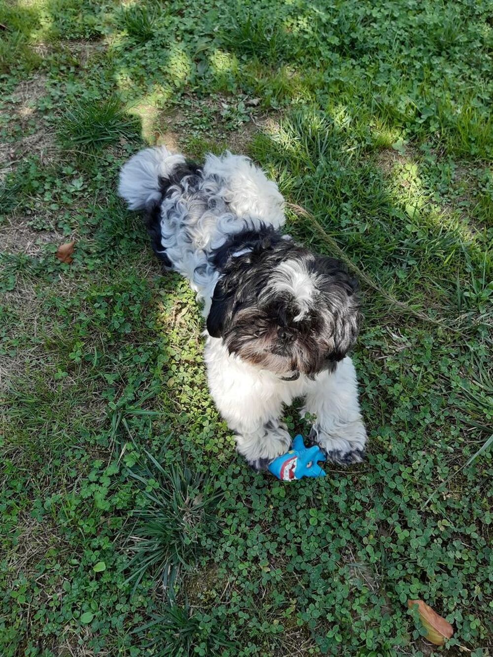   Shih tzu de 2 ans pour saillie 