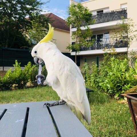 Cacatoes à huppe jaune 1500 93100 Montreuil