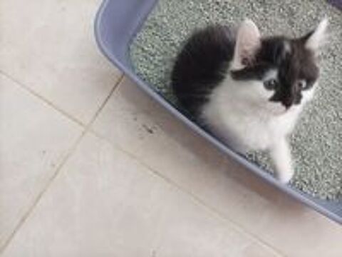   chatons 