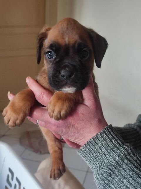 Chiots Boxer &agrave; R&eacute;server 800 31370 Rieumes