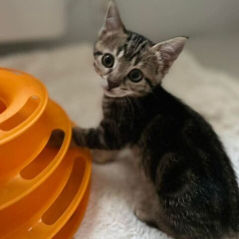 EURYDICE, jolie minette &agrave; l'adoption 1 07700 Saint-marcel-d'ardèche