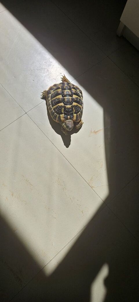 Tortue 150 07100 Annonay