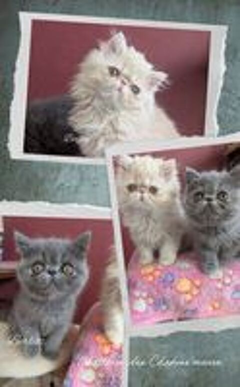   chatons exotic shorthair  et persan à réserver  