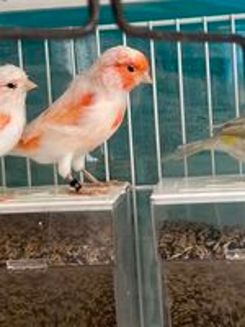   Canari 