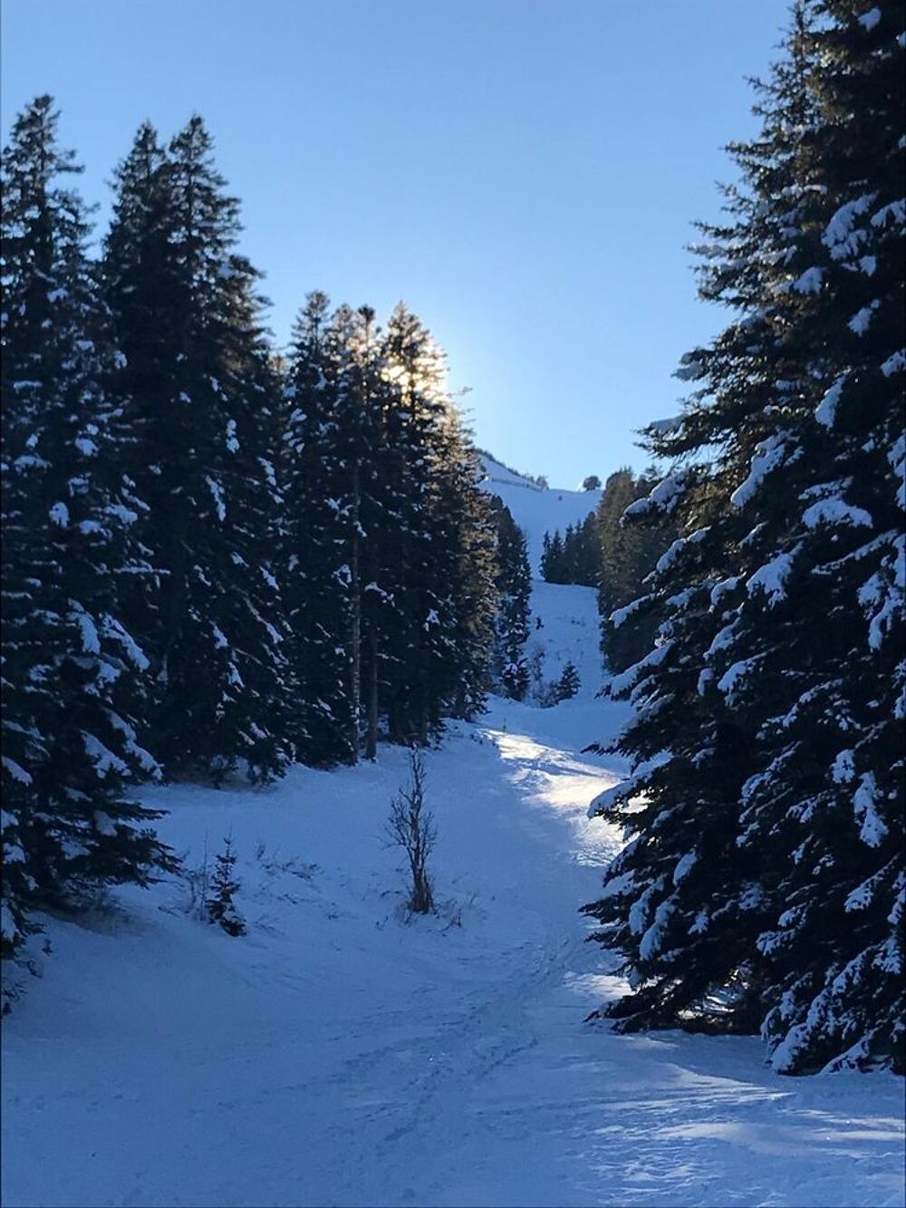 Vente Chalet Chalet à Chabanon - ski à pied- forêt et calme absolu Selonnet