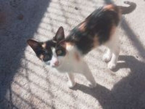   Don chaton tricolores  