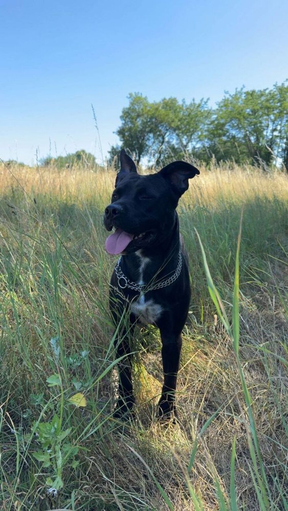   Chien ROCCO à l adoption 