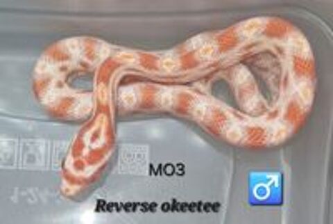   Pantherophis guttatus okeetee/reverse 