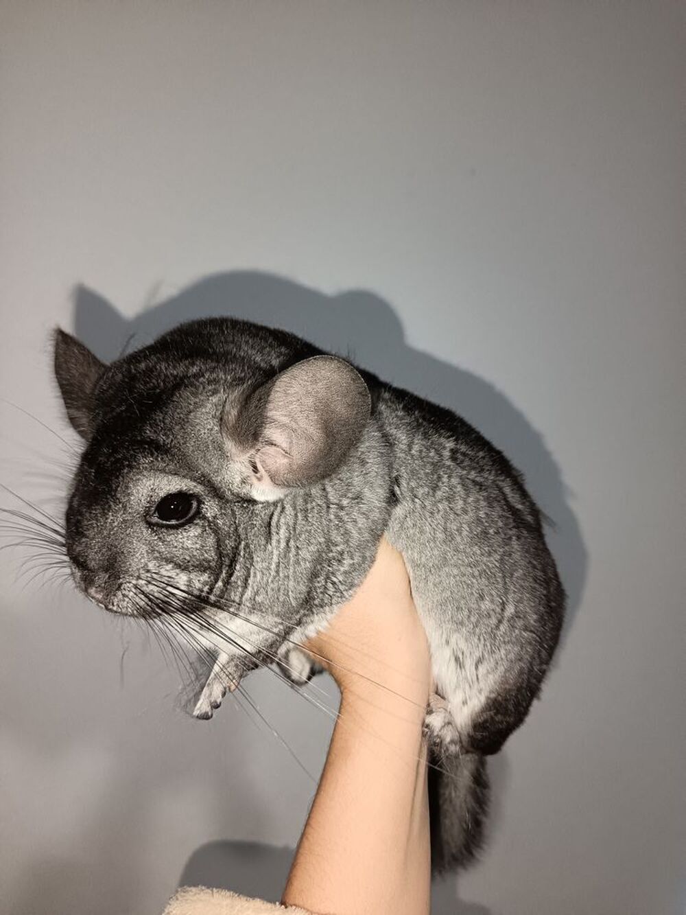   2 Chinchilla  