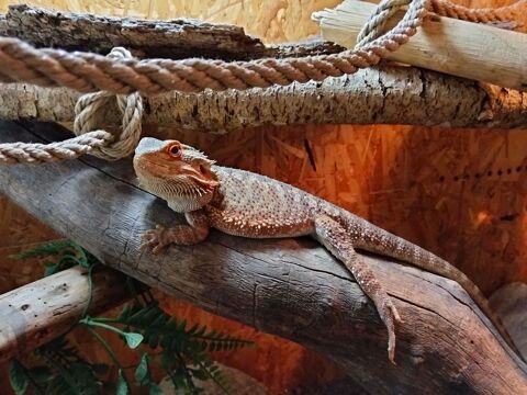 Terrarium et pogona 150 85300 Challans