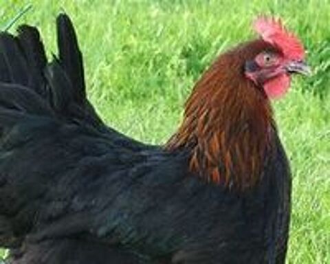   Oeuf fécondé, poussin, poule, coq Marans / Noirans 