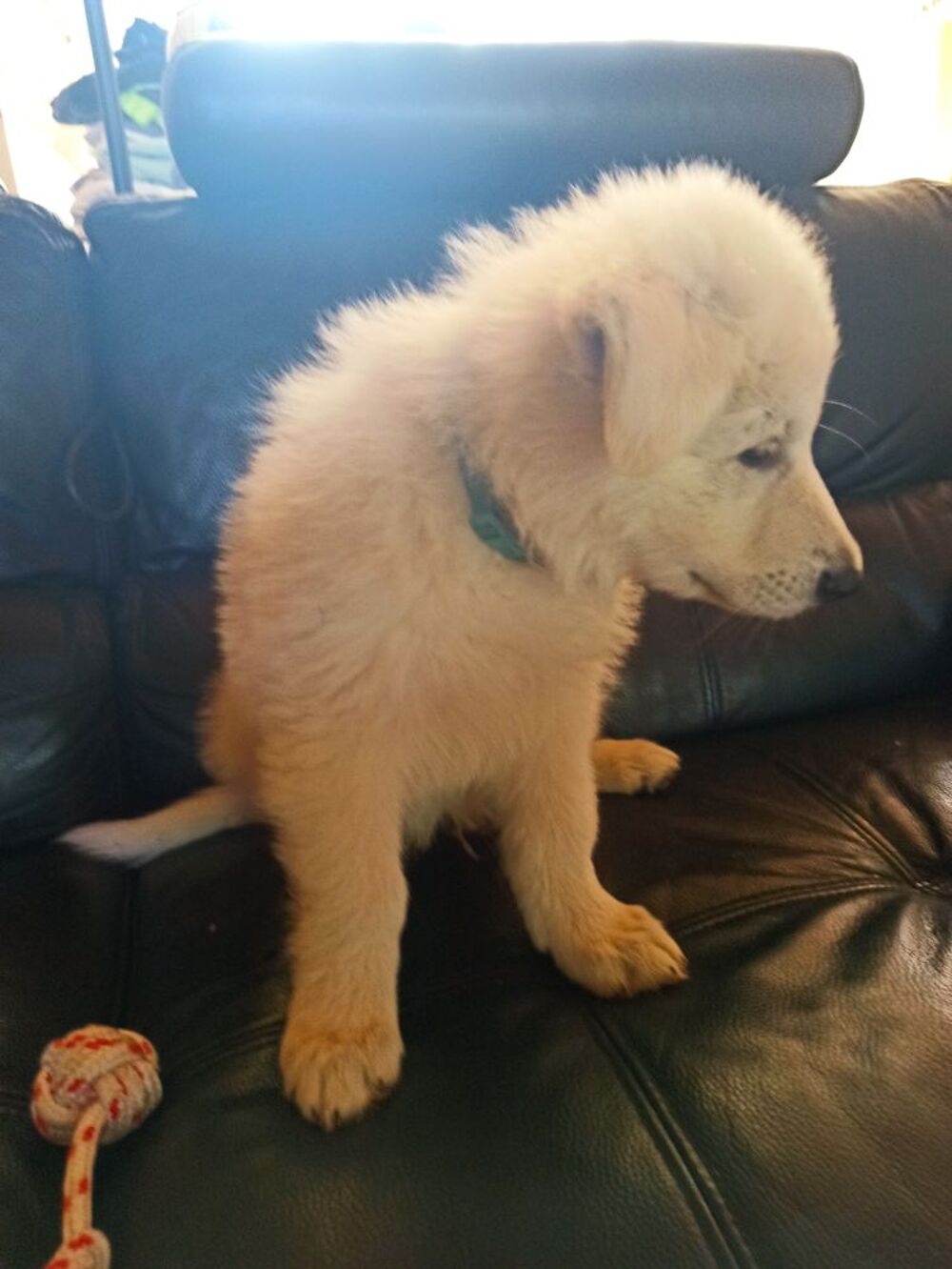   Chots Berger blanc suisse LOF  
