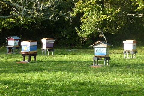 Essaims d'abeilles 90 29350 Molan-sur-mer