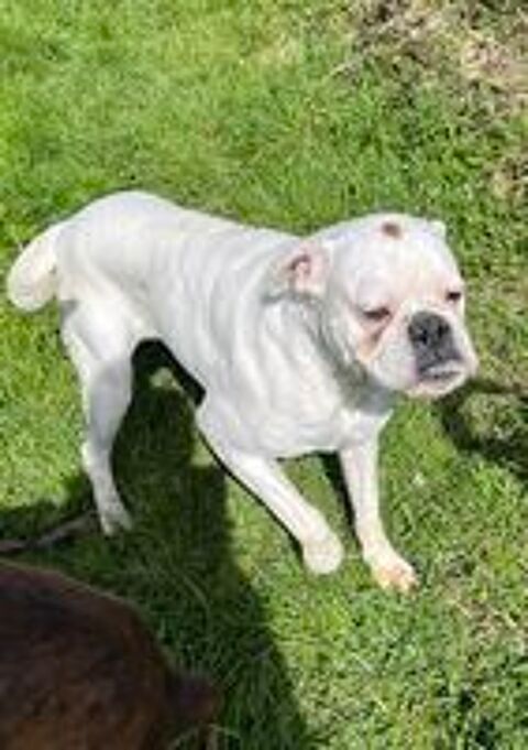  chien boxer 