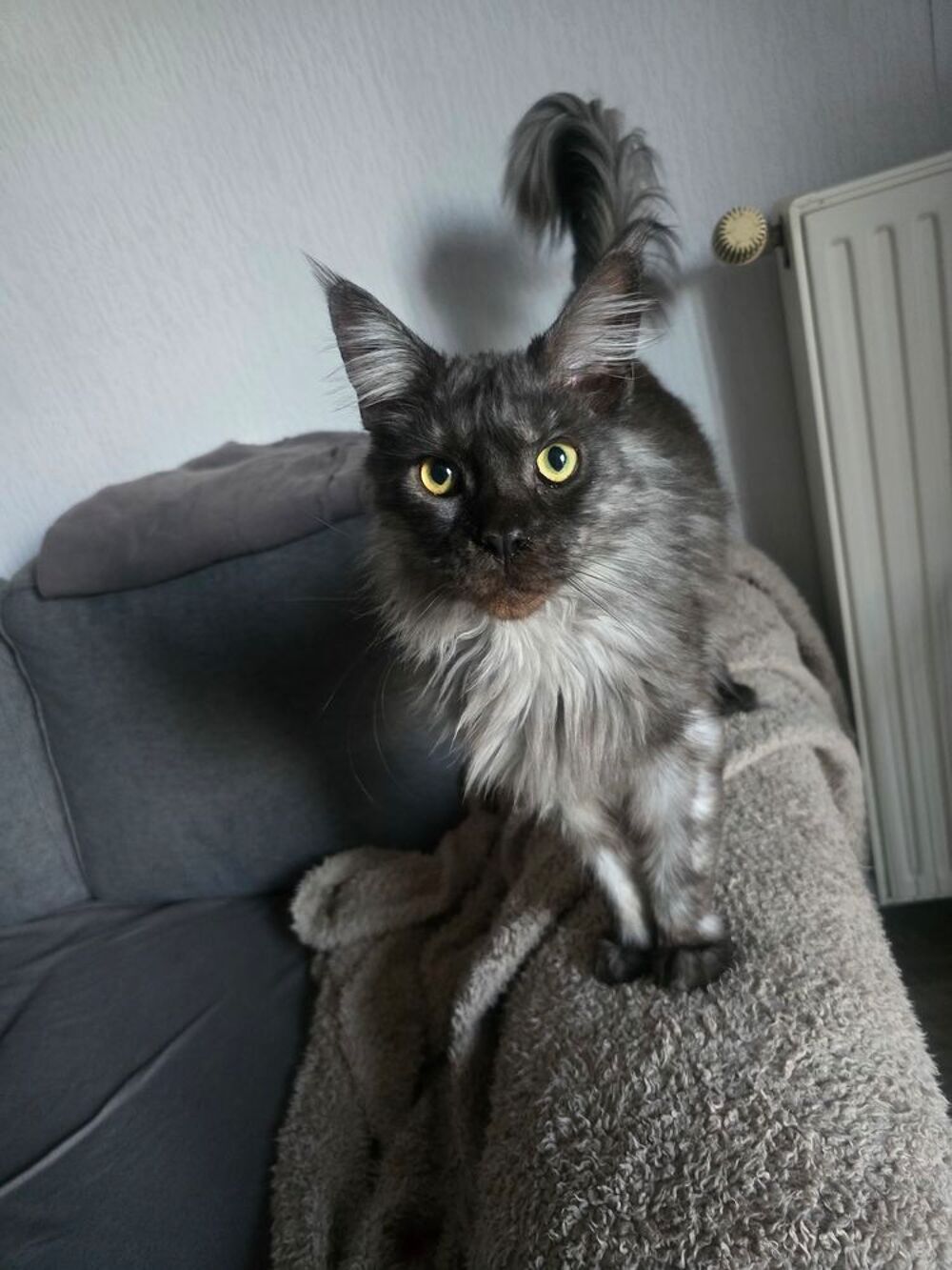  Maine Coon black smoke 
