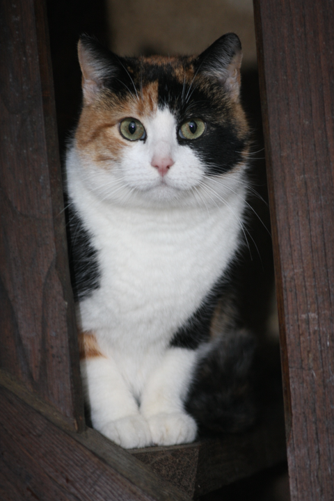 MINOUCHKA Chat tricolore de 2 ans 1/2 195 92260 Fontenay-aux-roses
