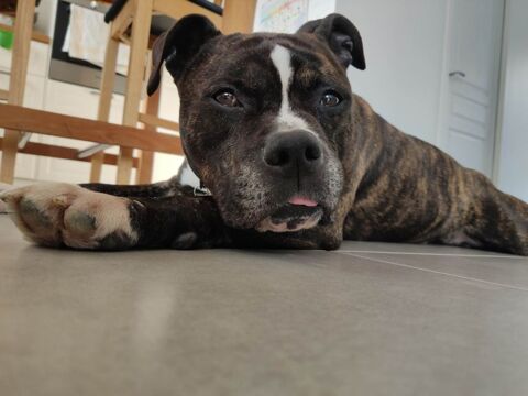 Lecko un staff au grand coeur 150 35000 Rennes