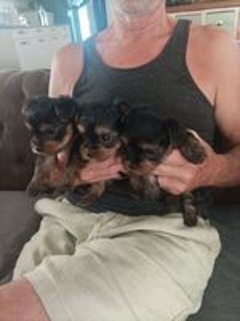   Chiots Yorkshire terrier  