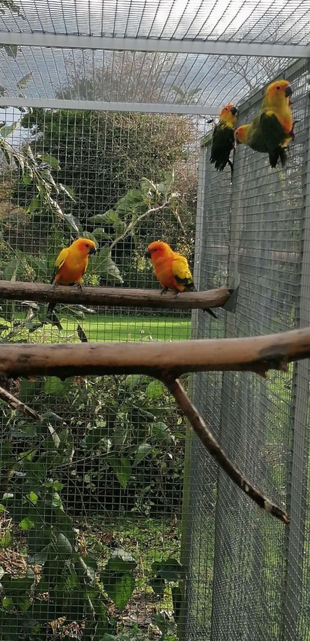   conures soleil et caiques 