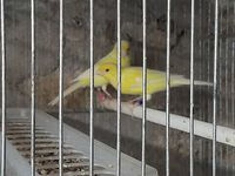   COUPLE DE CANARIS RAZAS JAUNE 2024 