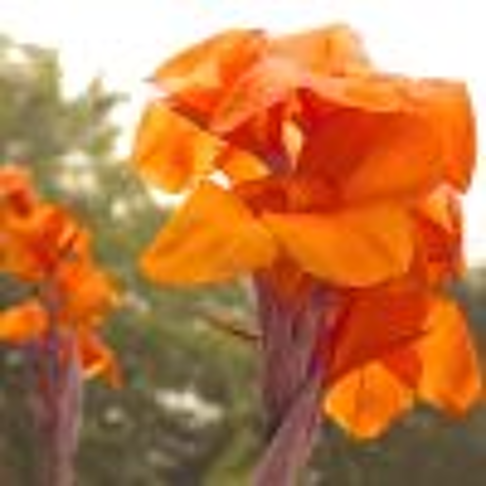 tr&egrave;s beaux cannas oranges vif Jardin