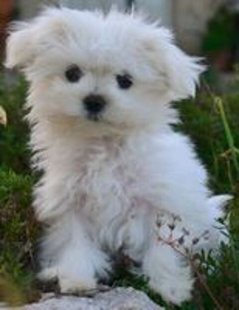   Adorable femelle bichon maltais miniature 