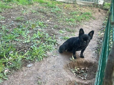 Femelle Bouledogue Fran&ccedil;ais 600 24300 Teyjat