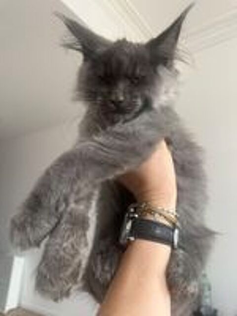   Maine coon  