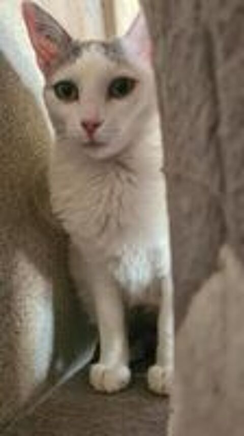   TESS femelle blanche et tigr�e 4 ans 