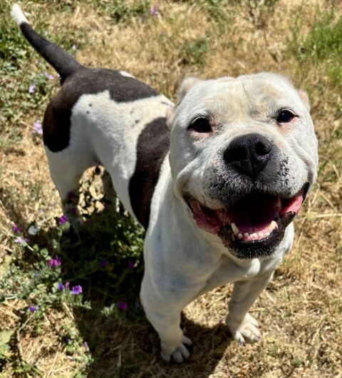 BUBULLE bouledogue 3 ans 220 34500 Béziers
