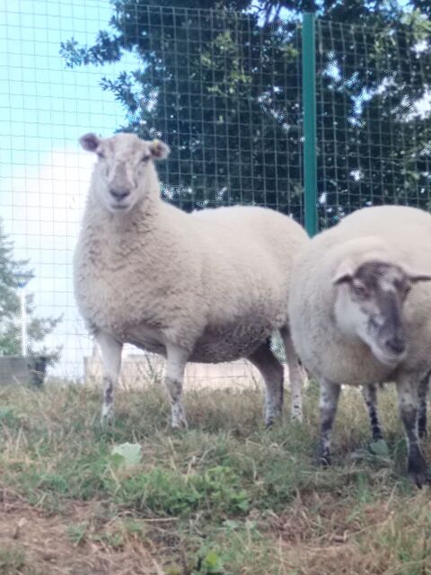 Brebis Landes de Bretagne 70 22230 Merdrignac