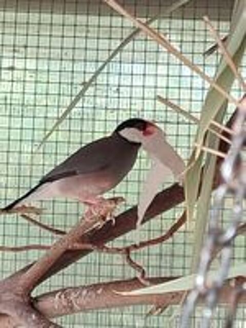   Couple de paddas  