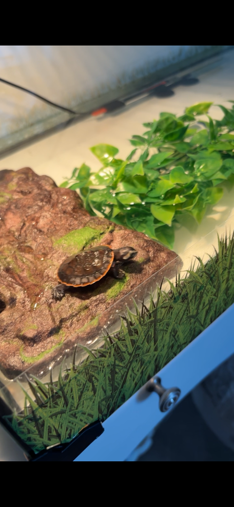Tortue aquarium et terre 100 92160 Antony