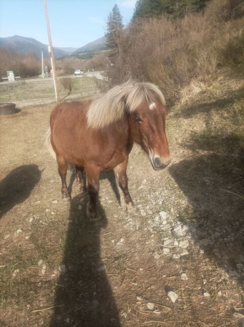 Poulain comtois 18 mois 1100 05140 La faurie