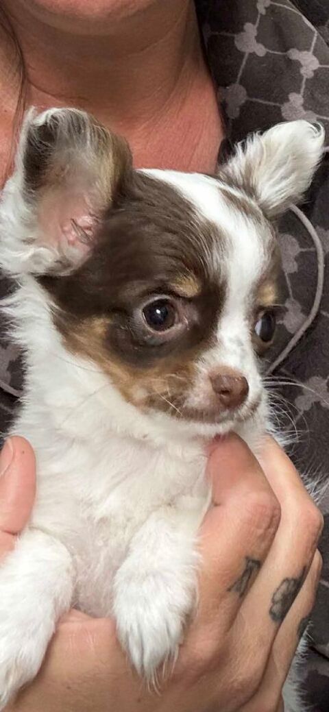 Adorable  chihuahua 1000 66000 Perpignan