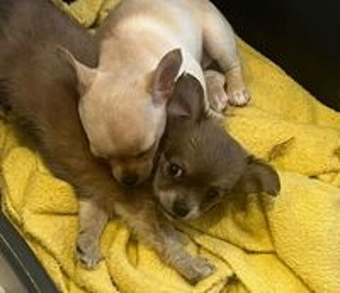   Chihuahua  