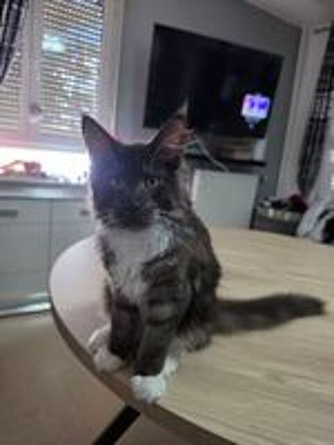   Tres beau maine coon 5 mois male. 