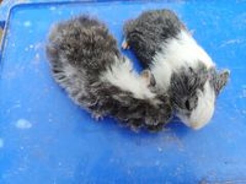   Rongeurs septembre 2024 