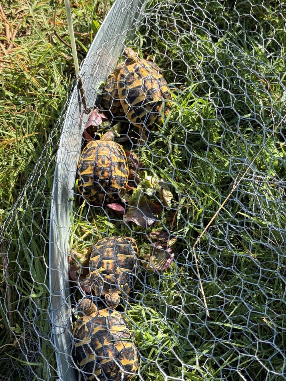   Tortues de terre Juveniles de 2025 