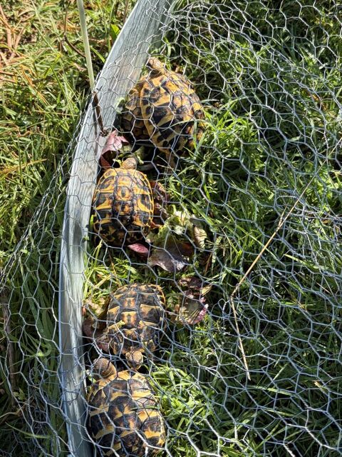 Tortues de terre Juveniles de 2025 50 13600 La ciotat