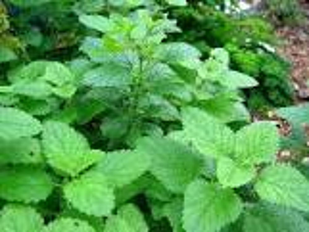 plante anti moustique m&eacute;lisse Jardin