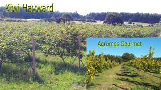  Terrain � vendre 250 m� Castelo branco, portugal